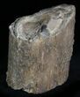 Unpolished Petrified Wood Limb - Blue Forest #28971-1